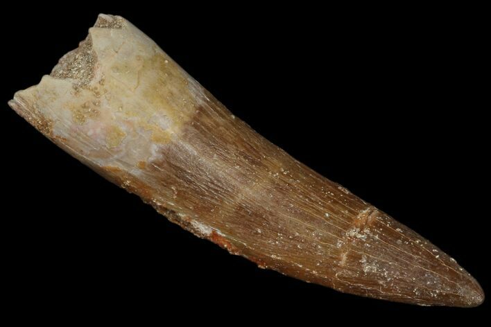 Fossil Plesiosaur (Zarafasaura) Tooth - Morocco #172286